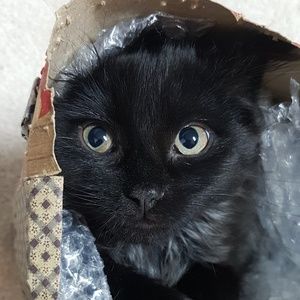 Meet your Posher, Jade